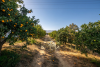 orange trees